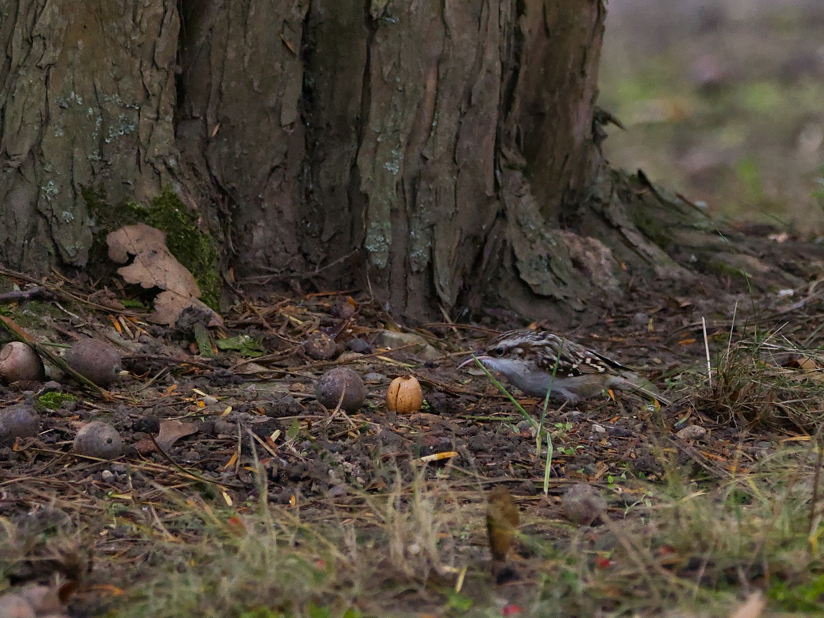 Ob der Gartenbaumläufer hier Nahrung gefunden hat?